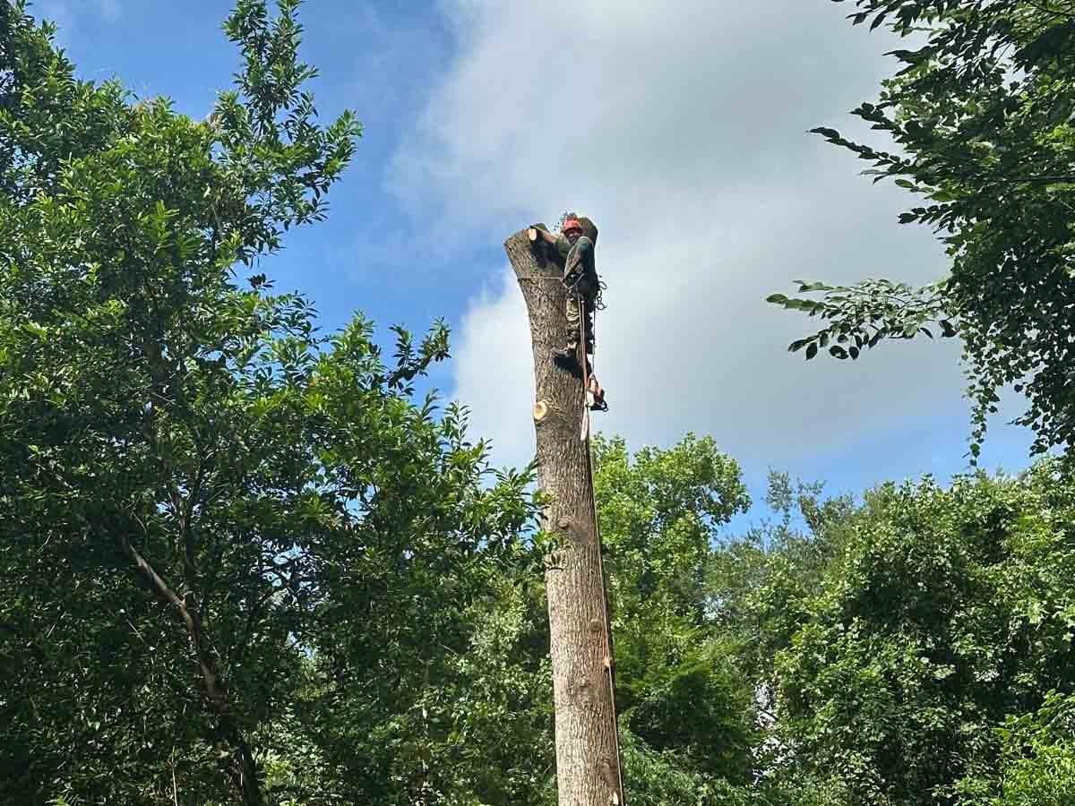 El Costeño Tree Service LLC